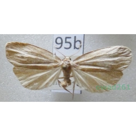 Pelosia obtusa (Herrich-Schäffer, 1852) Czech95b